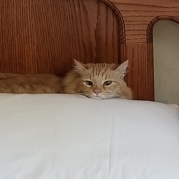 Meet your Posher, Roy - Picture 2 of 2